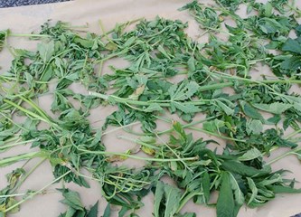 Kravarsko: Mladić (19) uzgojio 122 sadnice marihuane
