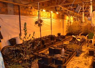 FOTO/VIDEO: Laboratorij s 2295 stabljika konoplje pronađen na području Gorice! Ekipa sadila, uzgajala i brala marihuanu