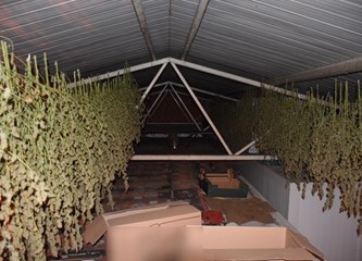 FOTO/VIDEO: Laboratorij s 2295 stabljika konoplje pronađen na području Gorice! Ekipa sadila, uzgajala i brala marihuanu