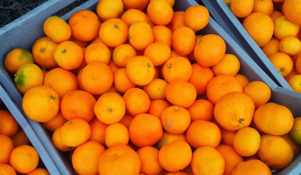 mandarine velika.jpg