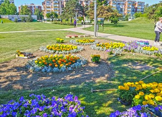 Tisuće cvjetova sadi se na Tuđmancu