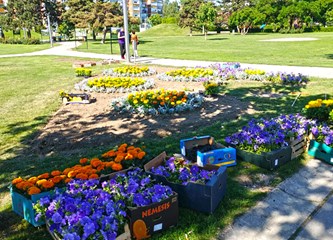 Tisuće cvjetova sadi se na Tuđmancu