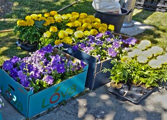 Tisuće cvjetova sadi se na Tuđmancu