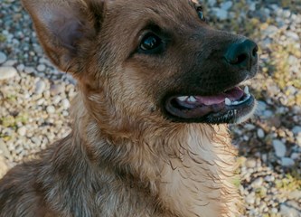 Malik traži dom: O kućnom redu već sve zna, a kad naraste ostat će srednjeg rasta
