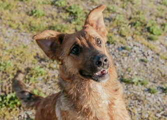 Malik traži dom: O kućnom redu već sve zna, a kad naraste ostat će srednjeg rasta
