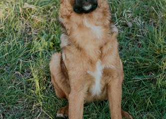 Malik traži dom: O kućnom redu već sve zna, a kad naraste ostat će srednjeg rasta