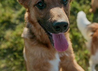 Malik traži dom: O kućnom redu već sve zna, a kad naraste ostat će srednjeg rasta