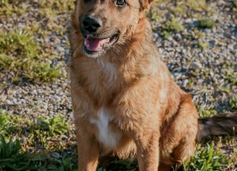 Malik traži dom: O kućnom redu već sve zna, a kad naraste ostat će srednjeg rasta