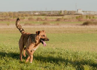 Malik traži dom: O kućnom redu već sve zna, a kad naraste ostat će srednjeg rasta