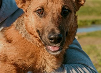 Malik traži dom: O kućnom redu već sve zna, a kad naraste ostat će srednjeg rasta
