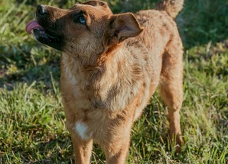 Malik traži dom: O kućnom redu već sve zna, a kad naraste ostat će srednjeg rasta