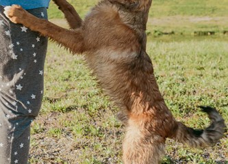Malik traži dom: O kućnom redu već sve zna, a kad naraste ostat će srednjeg rasta