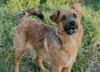 Malik traži dom: O kućnom redu već sve zna, a kad naraste ostat će srednjeg rasta