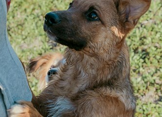 Malik traži dom: O kućnom redu već sve zna, a kad naraste ostat će srednjeg rasta