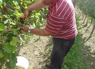 Završila uranjena berba grožđa: 'Izrazito zahtjevna godina, nezadovoljni smo količinama i moštom'