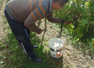 Završila uranjena berba grožđa: 'Izrazito zahtjevna godina, nezadovoljni smo količinama i moštom'