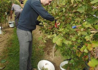Završila uranjena berba grožđa: 'Izrazito zahtjevna godina, nezadovoljni smo količinama i moštom'
