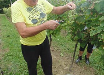 Završila uranjena berba grožđa: 'Izrazito zahtjevna godina, nezadovoljni smo količinama i moštom'