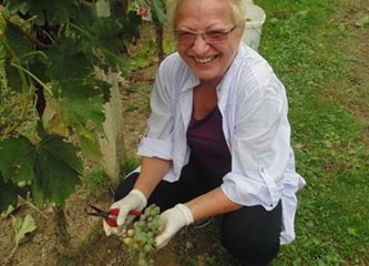 Završila uranjena berba grožđa: 'Izrazito zahtjevna godina, nezadovoljni smo količinama i moštom'