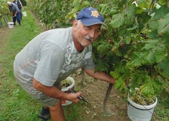 Završila uranjena berba grožđa: 'Izrazito zahtjevna godina, nezadovoljni smo količinama i moštom'