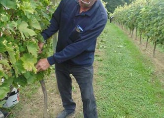 Završila uranjena berba grožđa: 'Izrazito zahtjevna godina, nezadovoljni smo količinama i moštom'