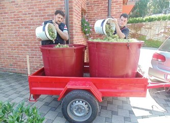 Završila uranjena berba grožđa: 'Izrazito zahtjevna godina, nezadovoljni smo količinama i moštom'