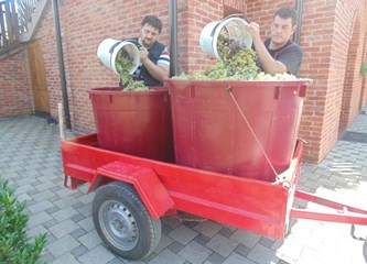 Završila uranjena berba grožđa: 'Izrazito zahtjevna godina, nezadovoljni smo količinama i moštom'