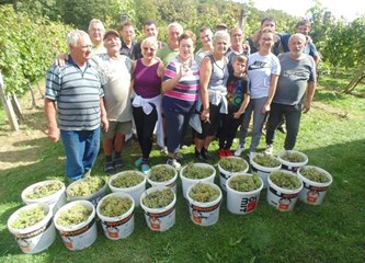 Završila uranjena berba grožđa: 'Izrazito zahtjevna godina, nezadovoljni smo količinama i moštom'