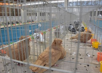 1100 malih životinja izloženo u dvorani Srednje strukovne škole