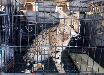 Uhvaćena afrička divlja mačka koja je lutala Turopoljem! 'Umirio se, uzima hranu iz ruke...'