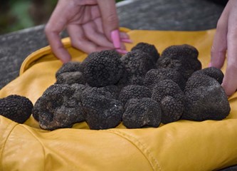 U lovu na turopoljske tartufe: Lug obiluje crnim blagom koji postaje nova turistička atrakcija cijele županije