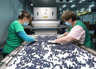 Distributivni centar za voće i povrće u Rakitovcu ima najmoderniji stroj za sortiranje jagodastog voća