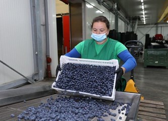 Distributivni centar za voće i povrće u Rakitovcu ima najmoderniji stroj za sortiranje jagodastog voća