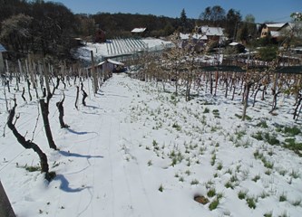 FOTO Travanjski snijeg i mraz nanijeli štetu vinogradarima i voćarima