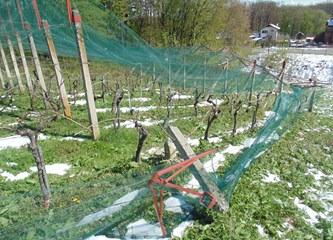 FOTO Travanjski snijeg i mraz nanijeli štetu vinogradarima i voćarima