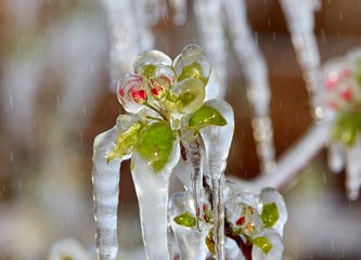 FOTO Jasminko je orošavanjem uspio spasiti svoje voćke od mraza, ali ne i od ljudske zloće