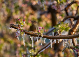 FOTO Jasminko je orošavanjem uspio spasiti svoje voćke od mraza, ali ne i od ljudske zloće
