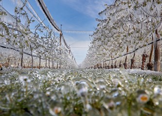 FOTO Jasminko je orošavanjem uspio spasiti svoje voćke od mraza, ali ne i od ljudske zloće