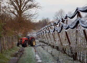 FOTO Jasminko je orošavanjem uspio spasiti svoje voćke od mraza, ali ne i od ljudske zloće