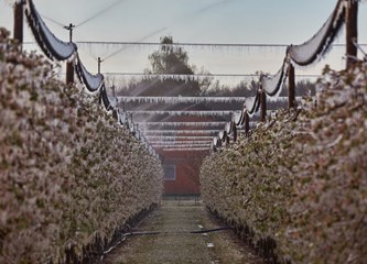FOTO Jasminko je orošavanjem uspio spasiti svoje voćke od mraza, ali ne i od ljudske zloće