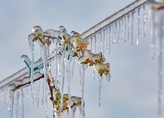 FOTO Jasminko je orošavanjem uspio spasiti svoje voćke od mraza, ali ne i od ljudske zloće