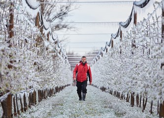FOTO Jasminko je orošavanjem uspio spasiti svoje voćke od mraza, ali ne i od ljudske zloće