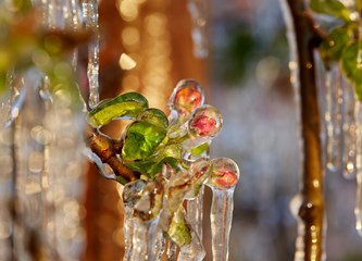 FOTO Jasminko je orošavanjem uspio spasiti svoje voćke od mraza, ali ne i od ljudske zloće