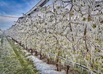 FOTO Jasminko je orošavanjem uspio spasiti svoje voćke od mraza, ali ne i od ljudske zloće