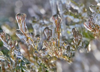 FOTO Jasminko je orošavanjem uspio spasiti svoje voćke od mraza, ali ne i od ljudske zloće