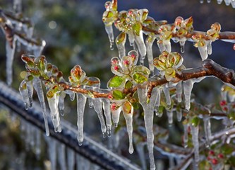 FOTO Jasminko je orošavanjem uspio spasiti svoje voćke od mraza, ali ne i od ljudske zloće