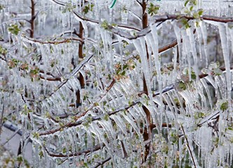FOTO Jasminko je orošavanjem uspio spasiti svoje voćke od mraza, ali ne i od ljudske zloće