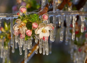 FOTO Jasminko je orošavanjem uspio spasiti svoje voćke od mraza, ali ne i od ljudske zloće