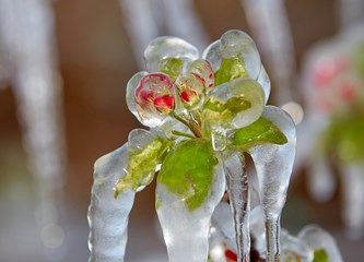 FOTO Jasminko je orošavanjem uspio spasiti svoje voćke od mraza, ali ne i od ljudske zloće