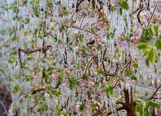 FOTO Jasminko je orošavanjem uspio spasiti svoje voćke od mraza, ali ne i od ljudske zloće